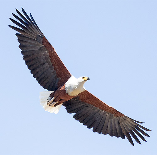 African Fish Eagle in flight